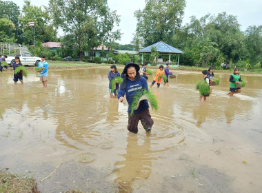 ทำนาข้าวเพื่อน้องๆโรงเรียนบ้านหนองบัว พารามิเตอร์รูปภาพ 4