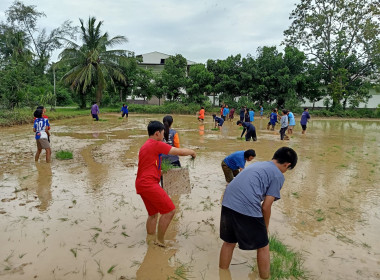 ทำนาข้าวเพื่อน้องๆโรงเรียนบ้านหนองบัว พารามิเตอร์รูปภาพ 6