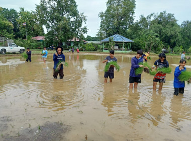 ทำนาข้าวเพื่อน้องๆโรงเรียนบ้านหนองบัว พารามิเตอร์รูปภาพ 7