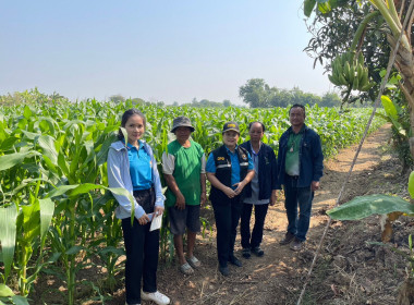 ติดตามการปลูกข้าวโพดเลี้ยงสัตว์ของสมาชิกสหกรณ์โครงการส่งเสริมการผลิตและการตลาดพืชหลังนา ปีการผลิต 2566/67 ... พารามิเตอร์รูปภาพ 4